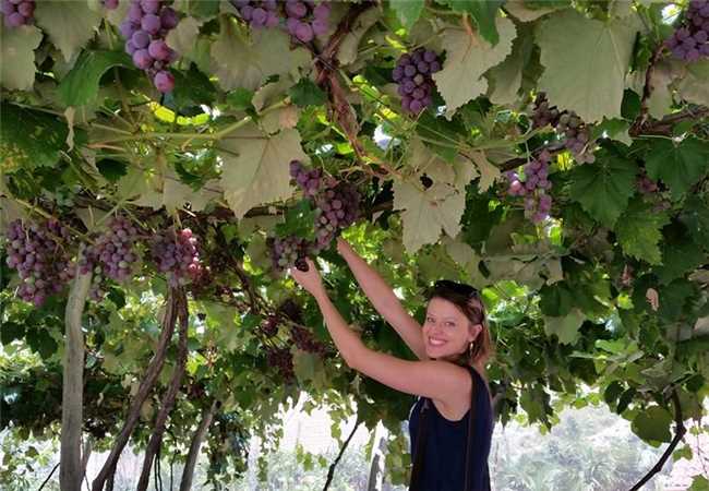 colheita de uva